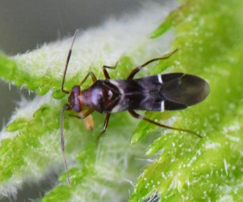 Réf. 305 893 : Mimocoris sp.